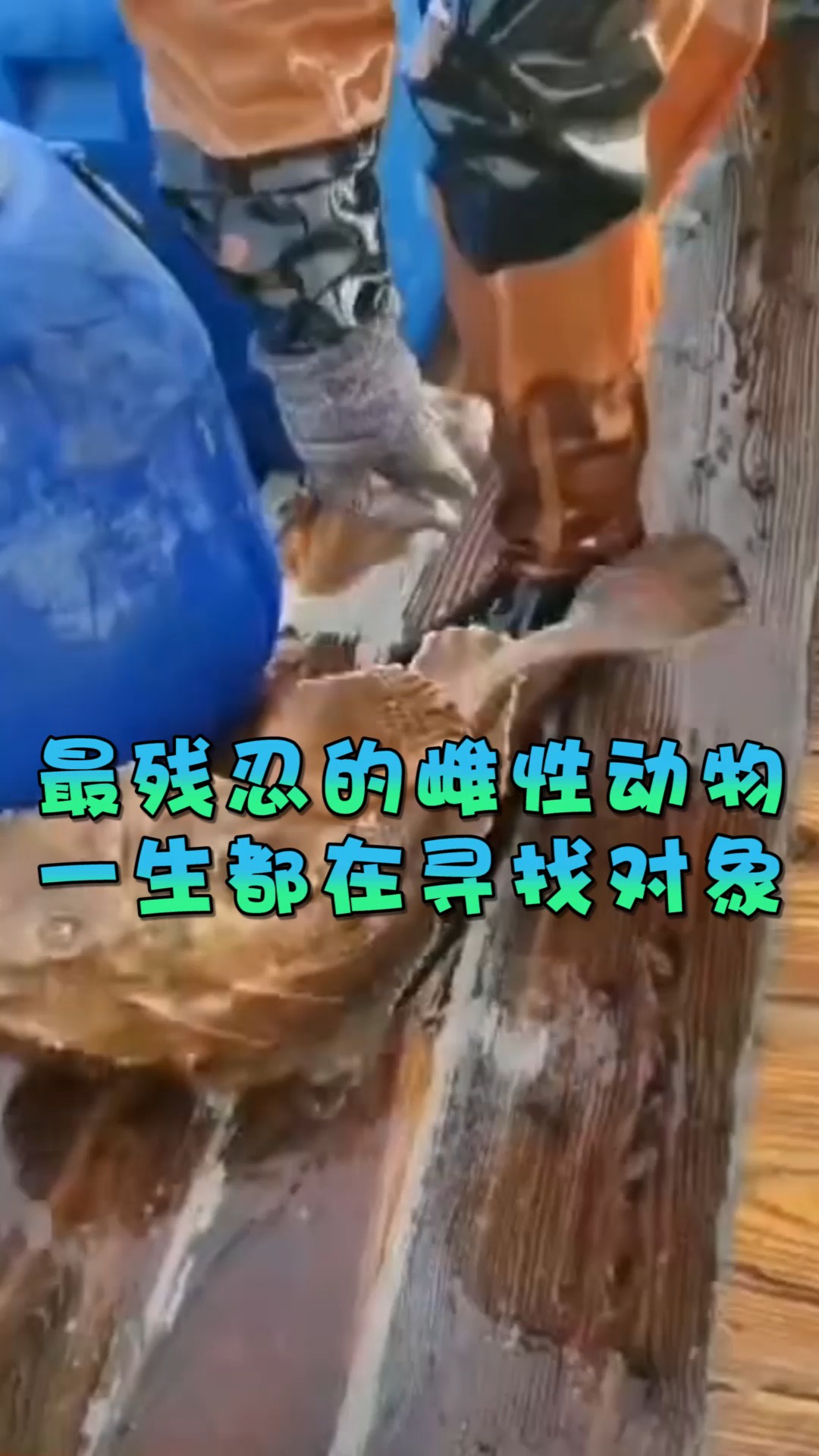 #奇趣#最残忍的雌性动物,一生都在寻找对象,这个动物就是鮟鱇鱼!