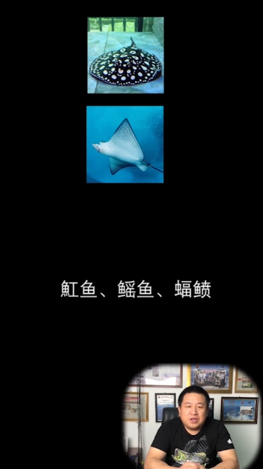 蝠鲼、鳐鱼、魟鱼,你分得清吗?