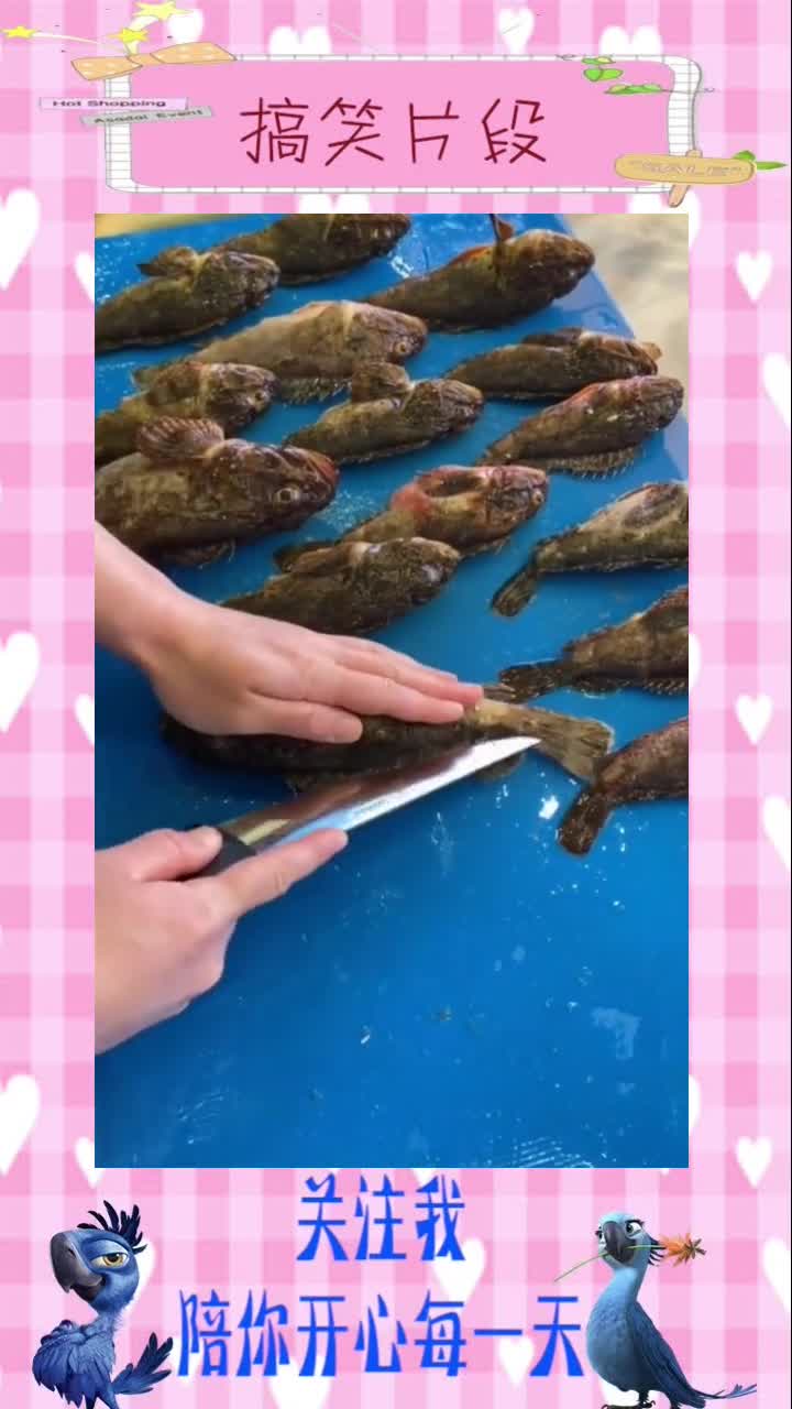 小虎头鱼分割清理,看完视频你也会哟,搞笑视频