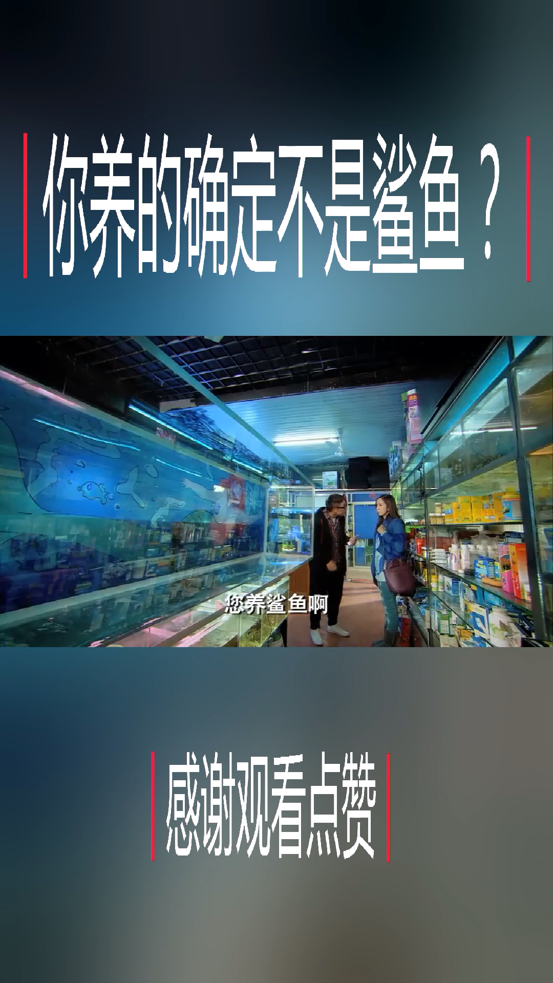 美女买缸养鲨鱼?