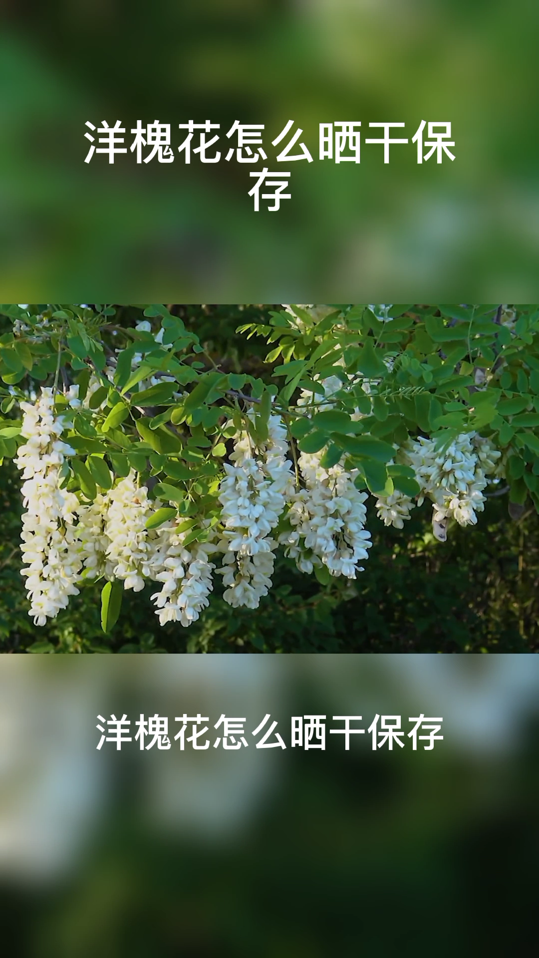 洋槐花怎么晒干保存