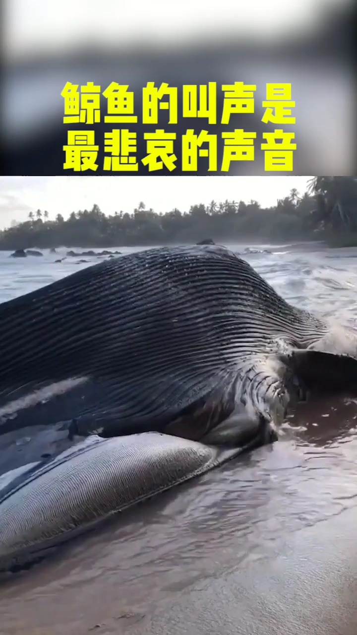 鲸鱼的叫声是最悲哀的声音!