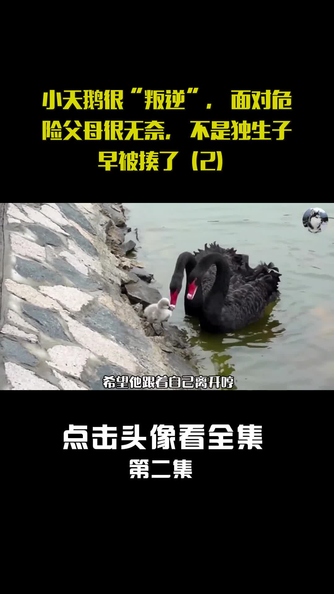 小天鹅很“叛逆”,面对危险父母很无奈,不是独生子早被揍了(2)