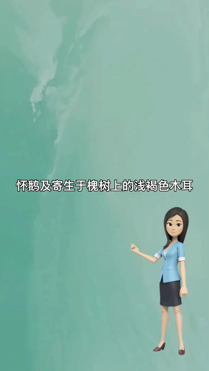 我来告诉你槐鹅是什么样子
