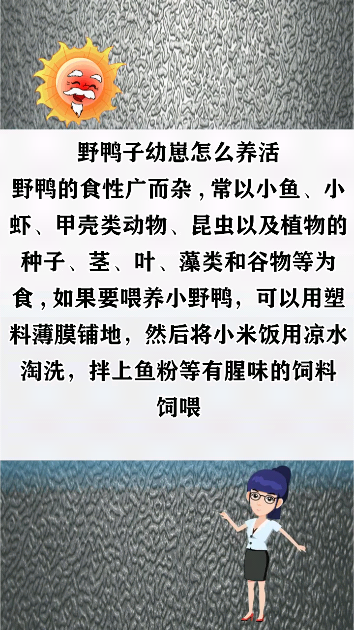野鸭子幼崽怎么养活