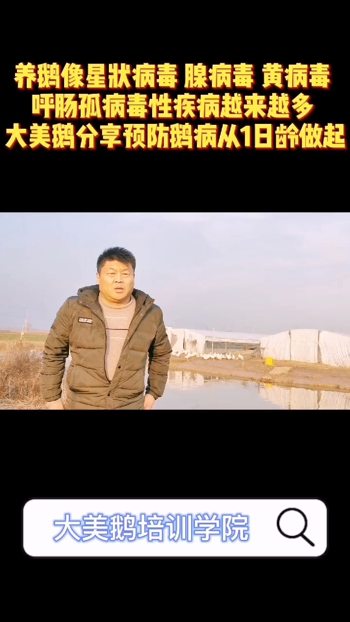 养鹅像星状病毒 腺病毒 黄病毒  呼肠孤病毒性疾病越来越多  大美鹅分享预防鹅病