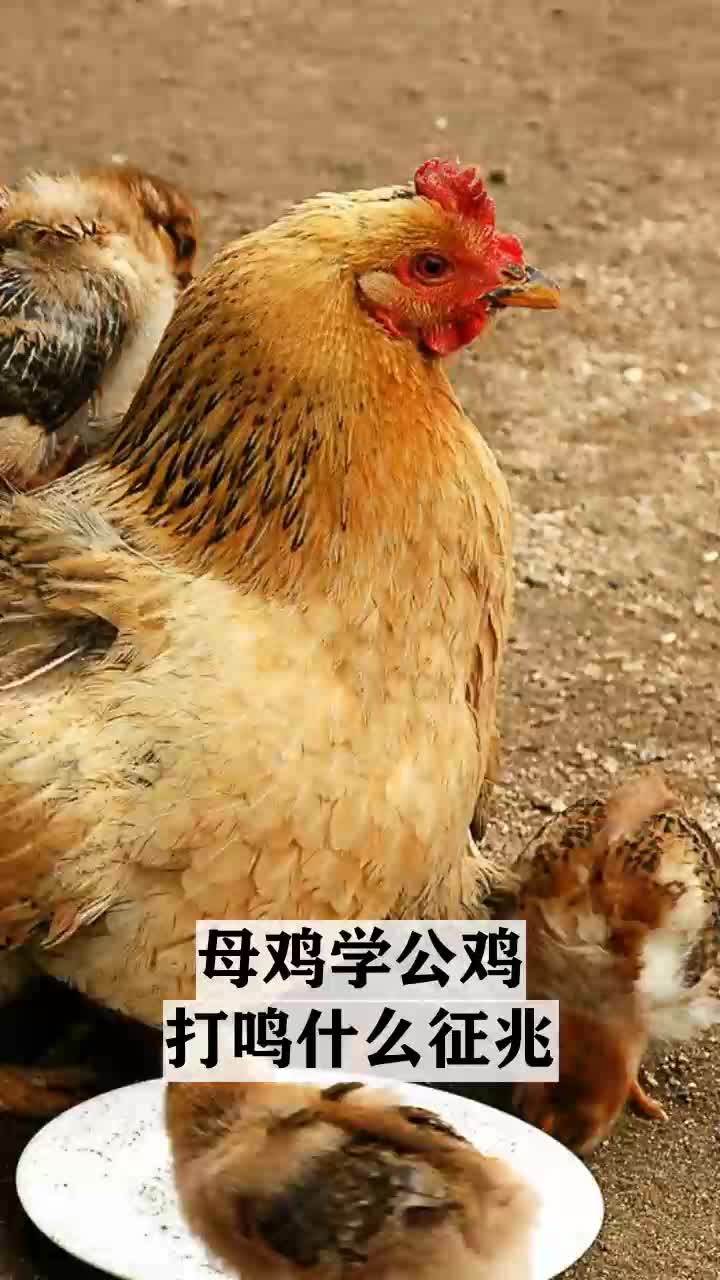 母鸡学公鸡打鸣什么征兆