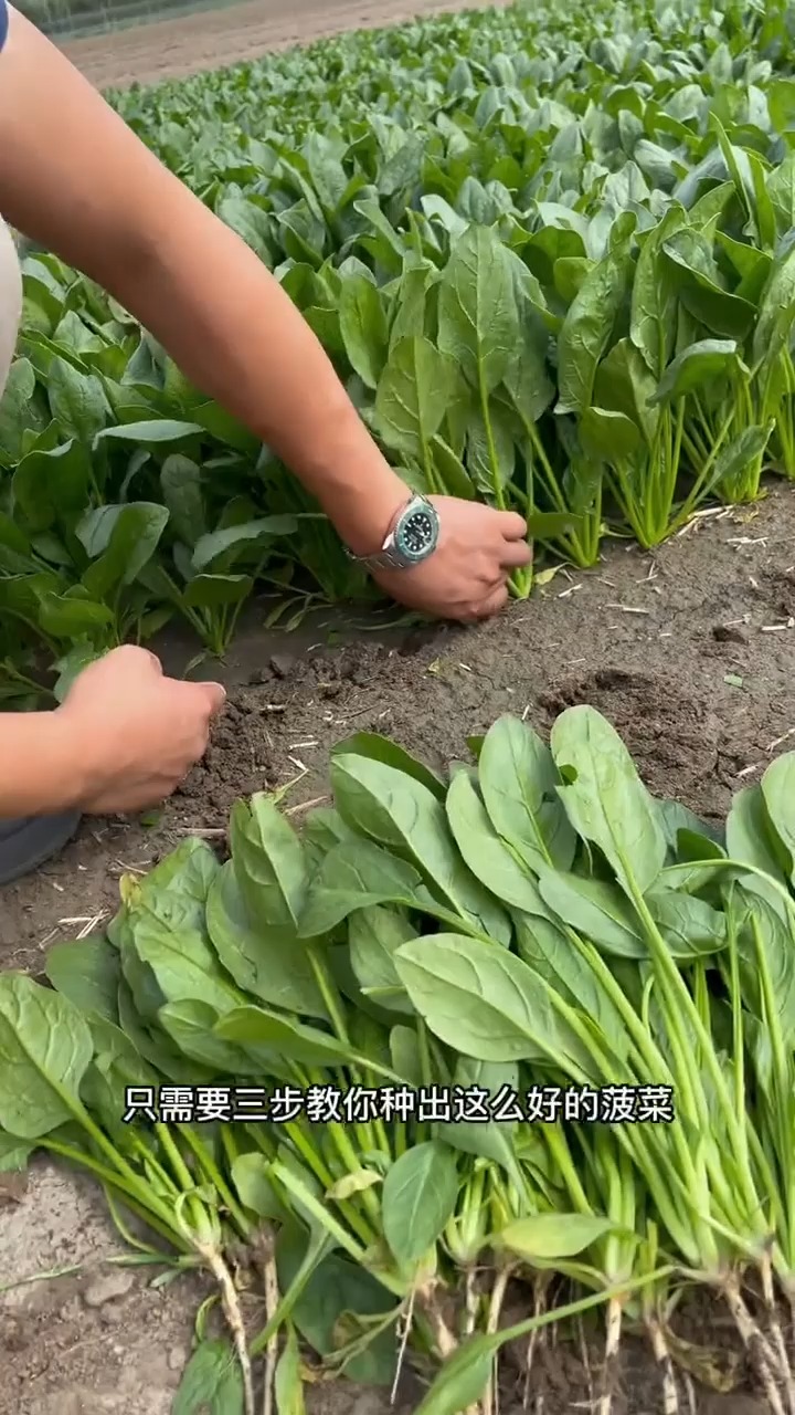 菠菜的种植教程,简单三步教你种出这么好的菠菜