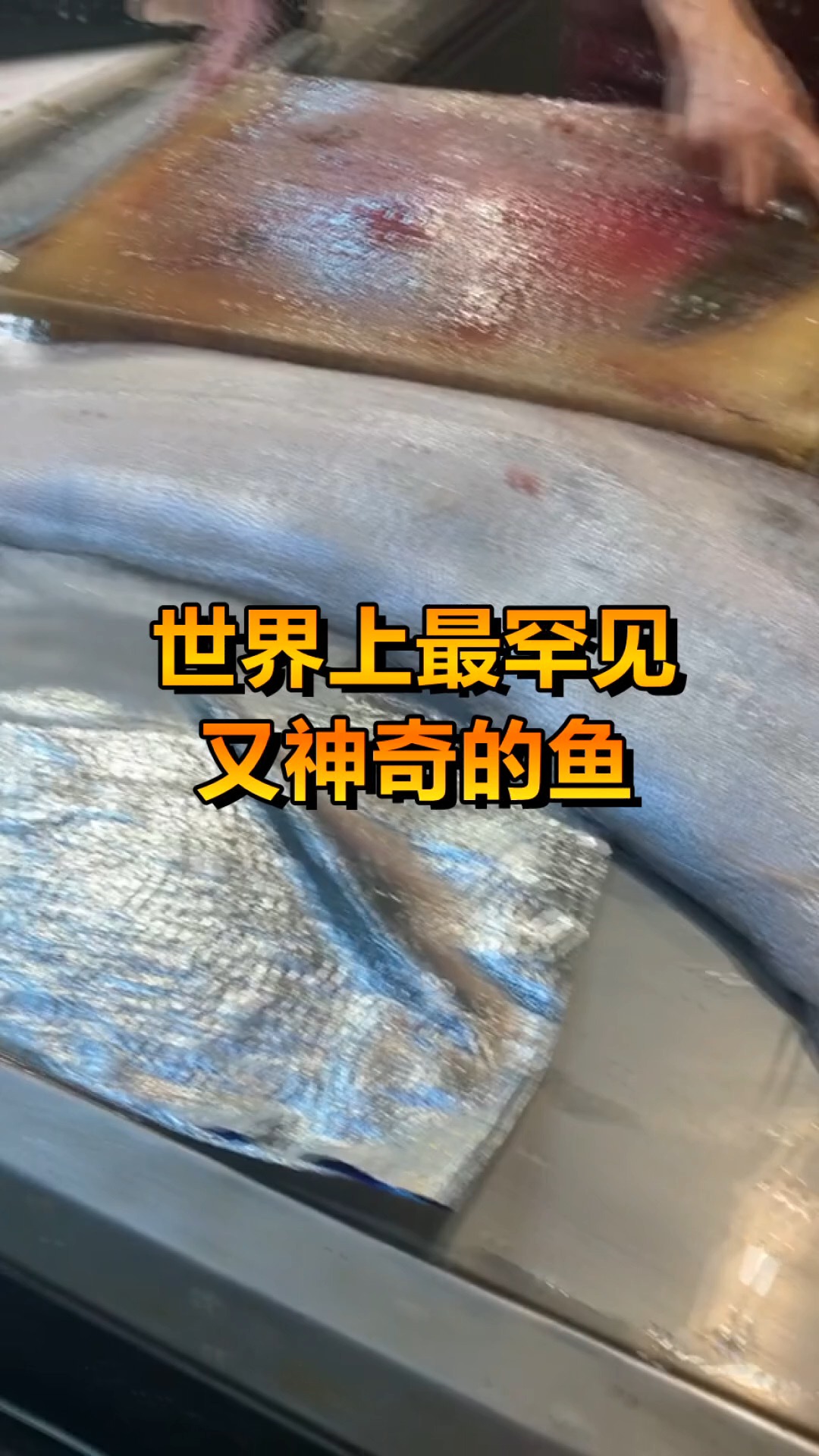 #奇趣#世界上最罕见,又神奇的鱼,世界之大无奇不有!
