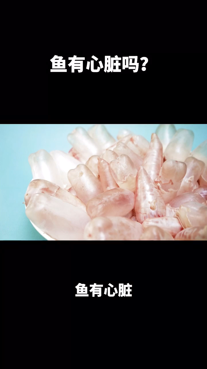 鱼有心脏吗???