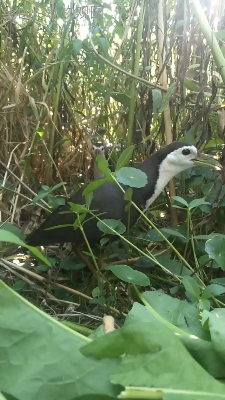学名:白胸苦恶鸟、白腹秧鸡、白面水鸡、白脸秧鸡。传说这种鸟由苦媳妇所化