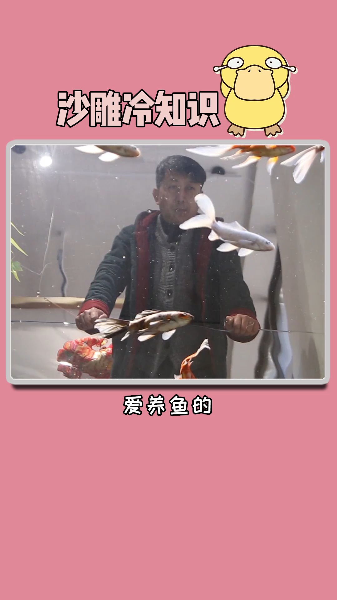 #独竖一知##好知识##好故事#红色的鲫鱼变成了颜色各异形态各异的金鱼原来跟这三位皇帝有关