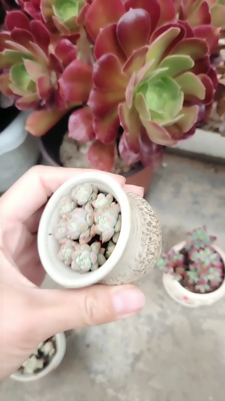 喜欢,一丢丢的袖珍小肉肉