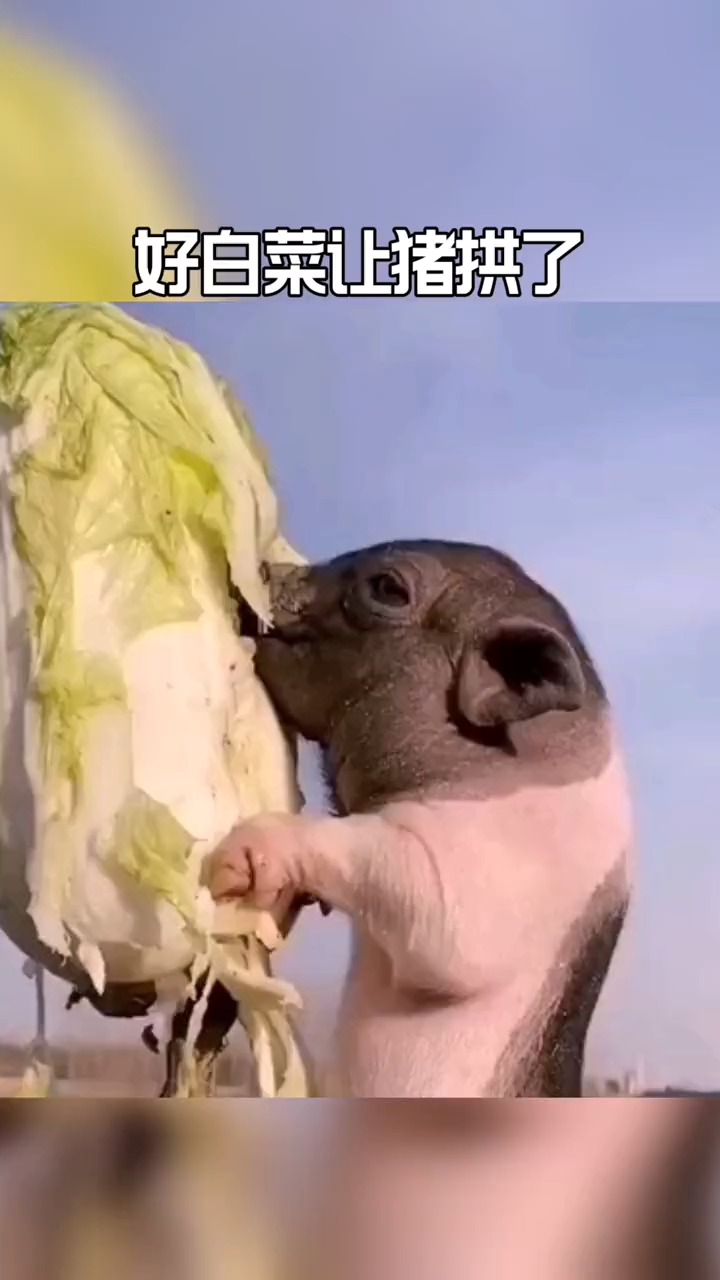 #搞笑配音#当小猪拱白菜?实在是拱不动了!