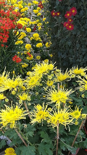 生命是一树花开,或安静或热烈,或寂寞或璀璨,只要心里有花开,人生定然春常在。