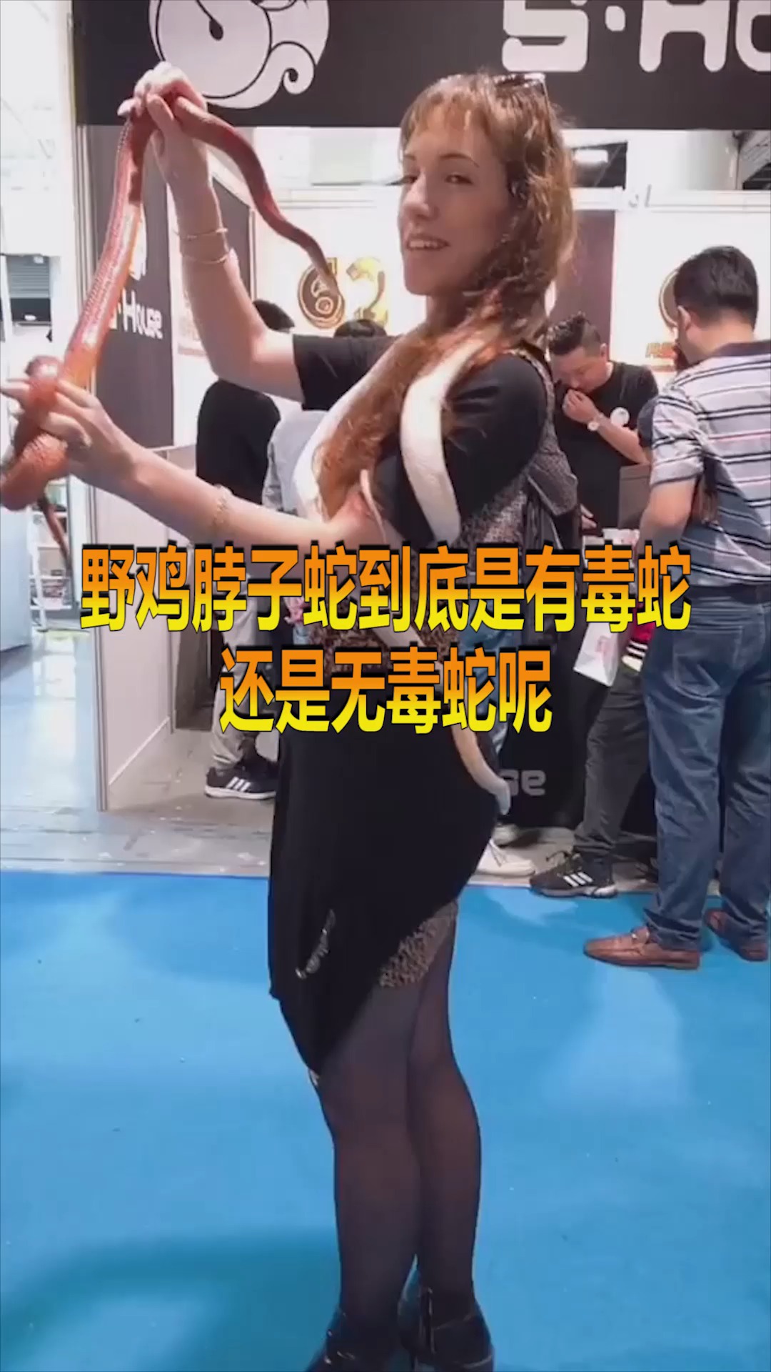 #奇趣#野鸡脖子蛇到底是有毒蛇,还是无毒蛇呢,看完长见识了!