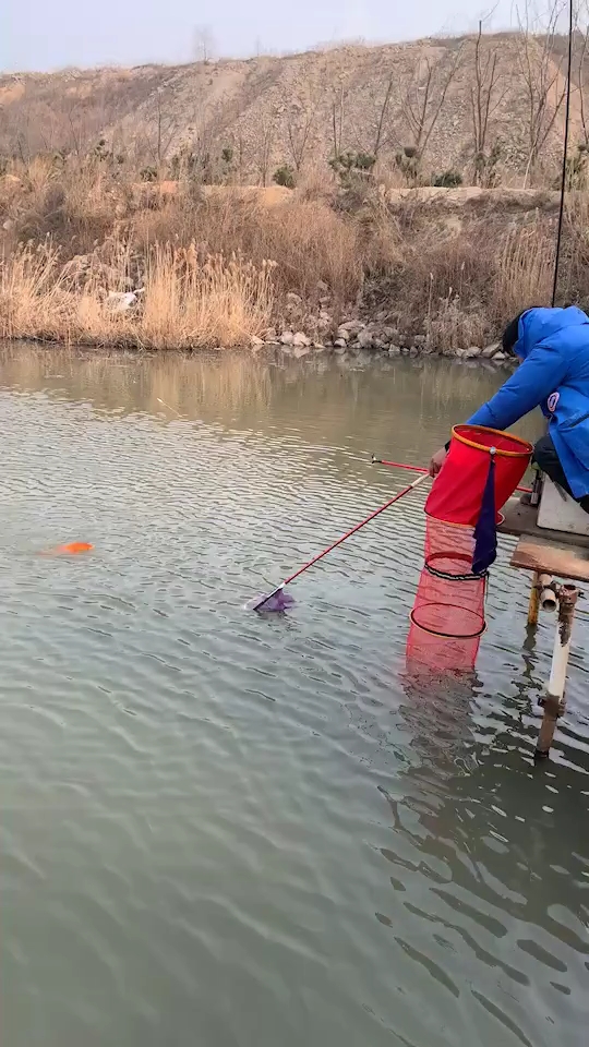 红鲤鱼 见者发财