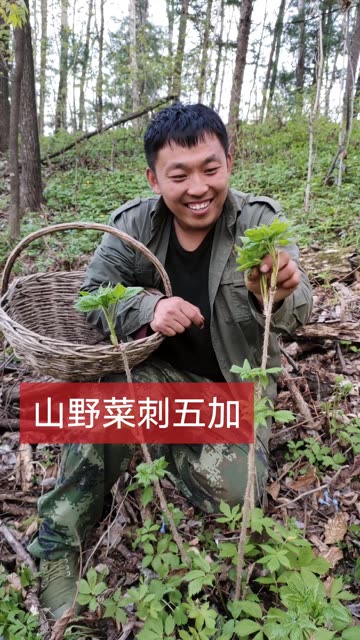 今天咱们在森林里採山野菜,遇到好多刺五加菜,这种野菜用开水抄一下,适合凉拌,做馅包包子,味