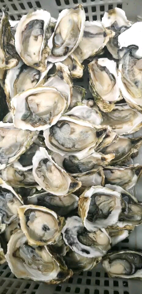看视频认海鲜:学名叫牡蛎。也叫海蛎子,生蚝。壳可入药,有降高血压的功能。