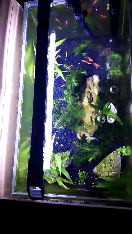 #抗暑大作战#新做的造景,鱼缸风景真是优雅而漂亮。