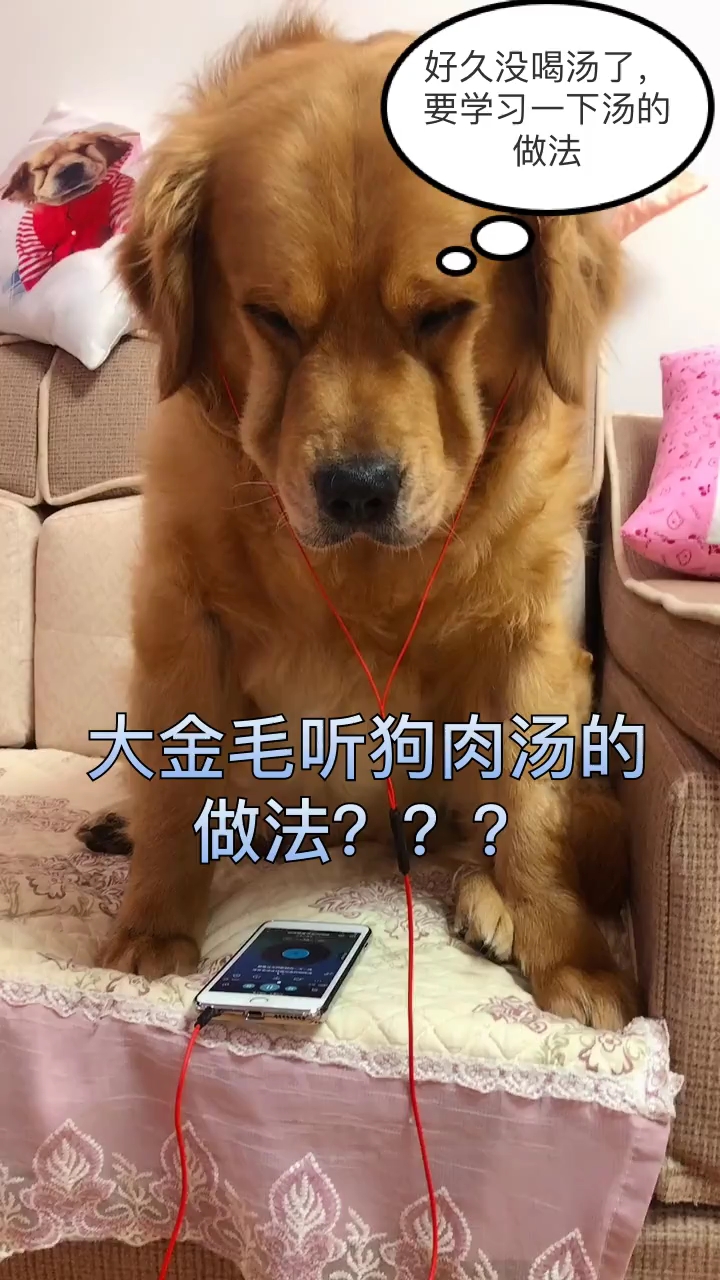 大金毛听狗肉汤的做法???