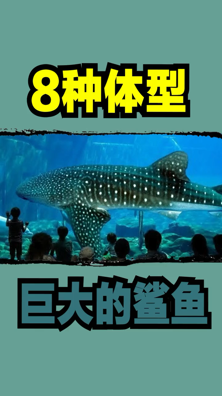 鲨鱼长什么样子的