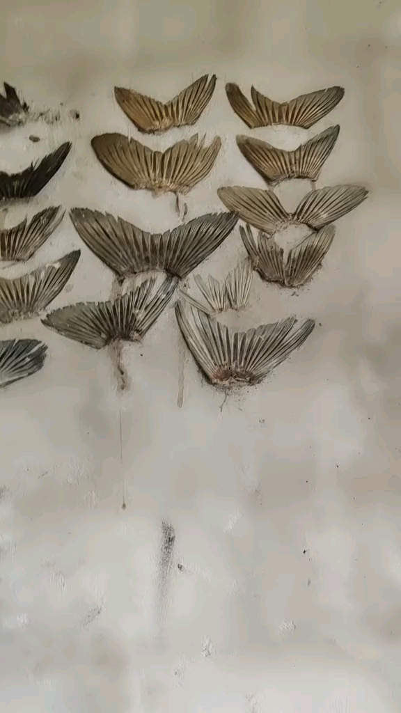 #乡村生活#为什么每次杀鱼都要把鱼尾贴在墙上?