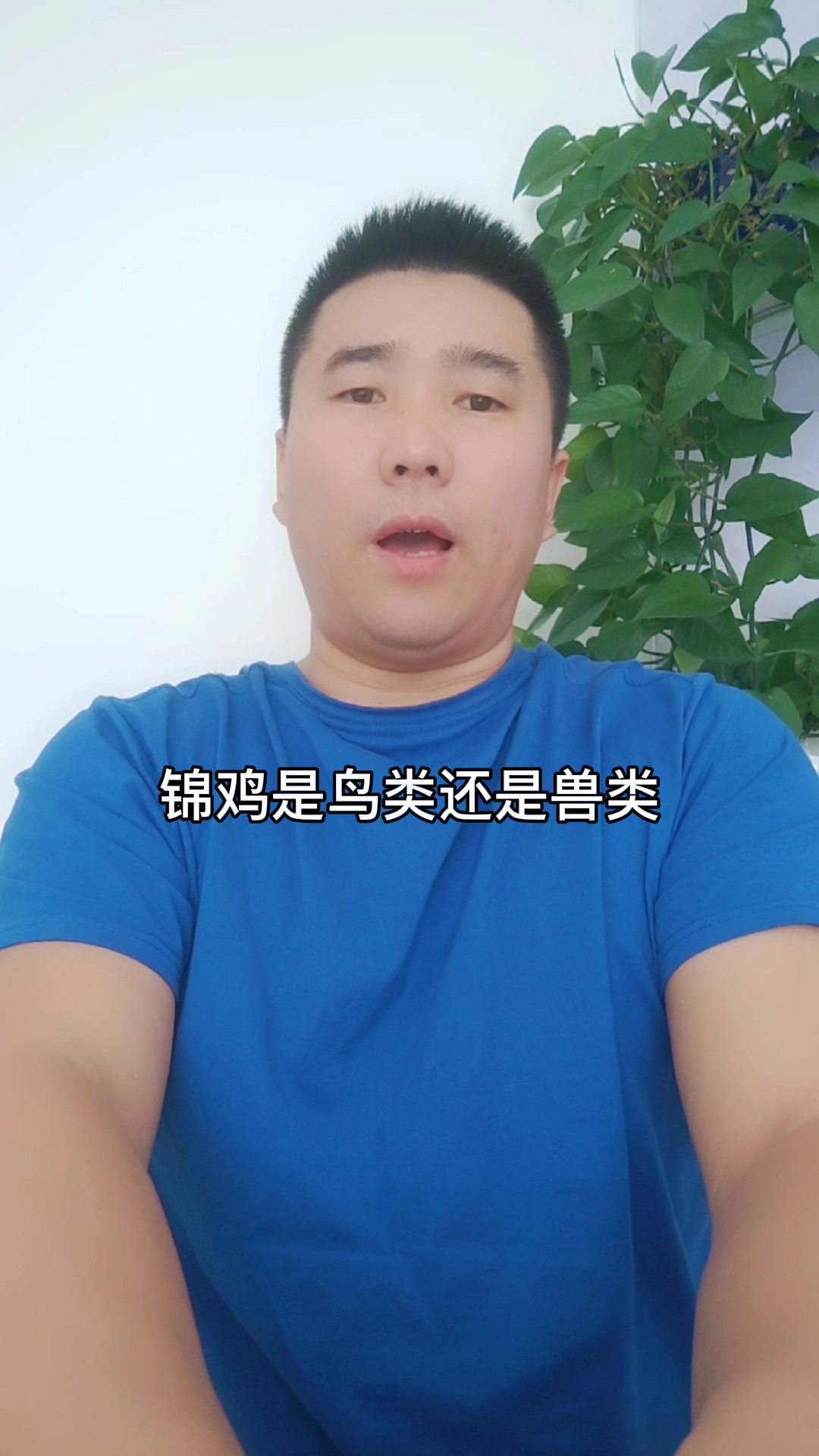 锦鸡是鸟类还是兽类 