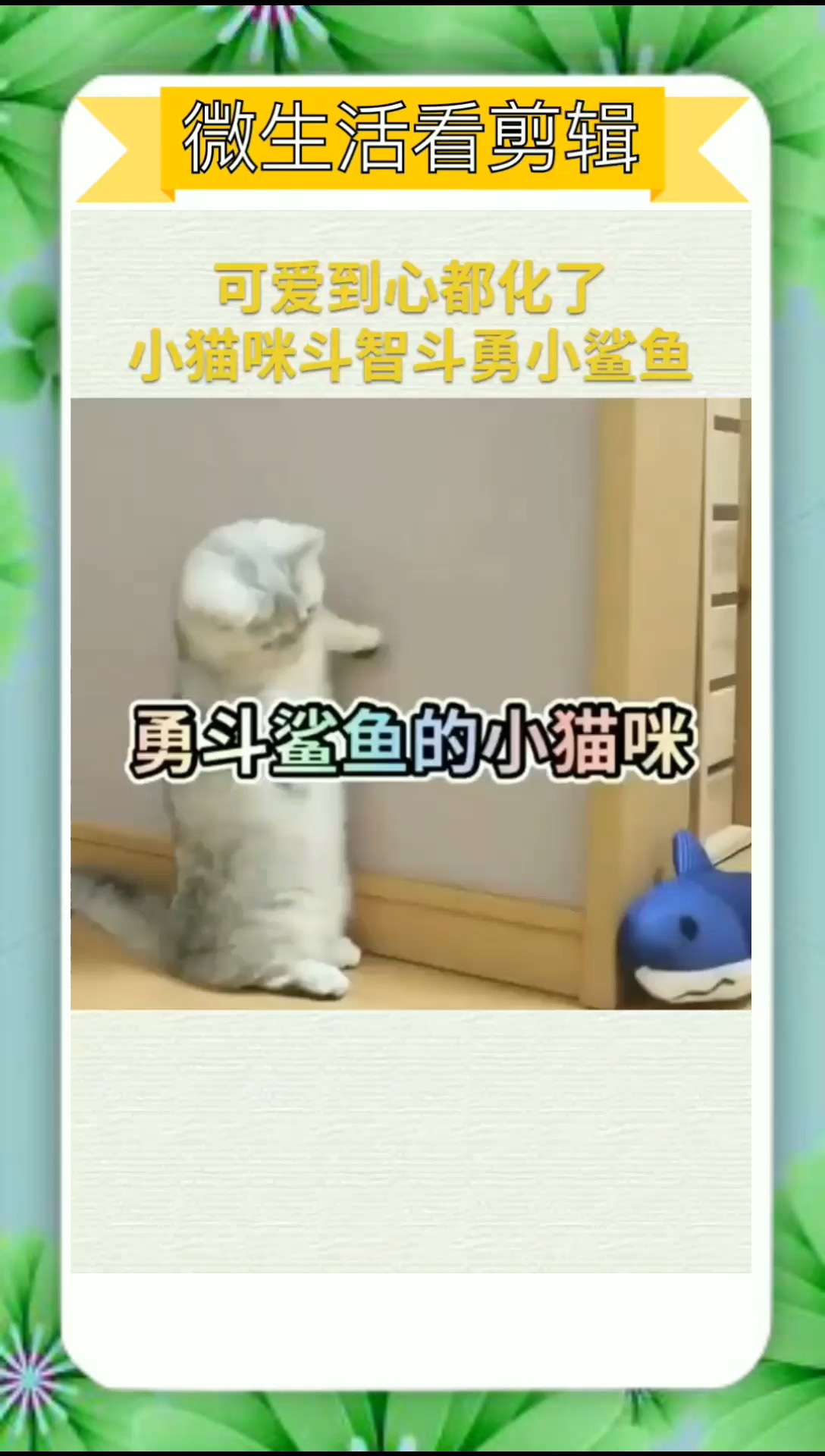 #我要上热门#可爱到心都化了，小猫咪斗智斗勇小鲨鱼