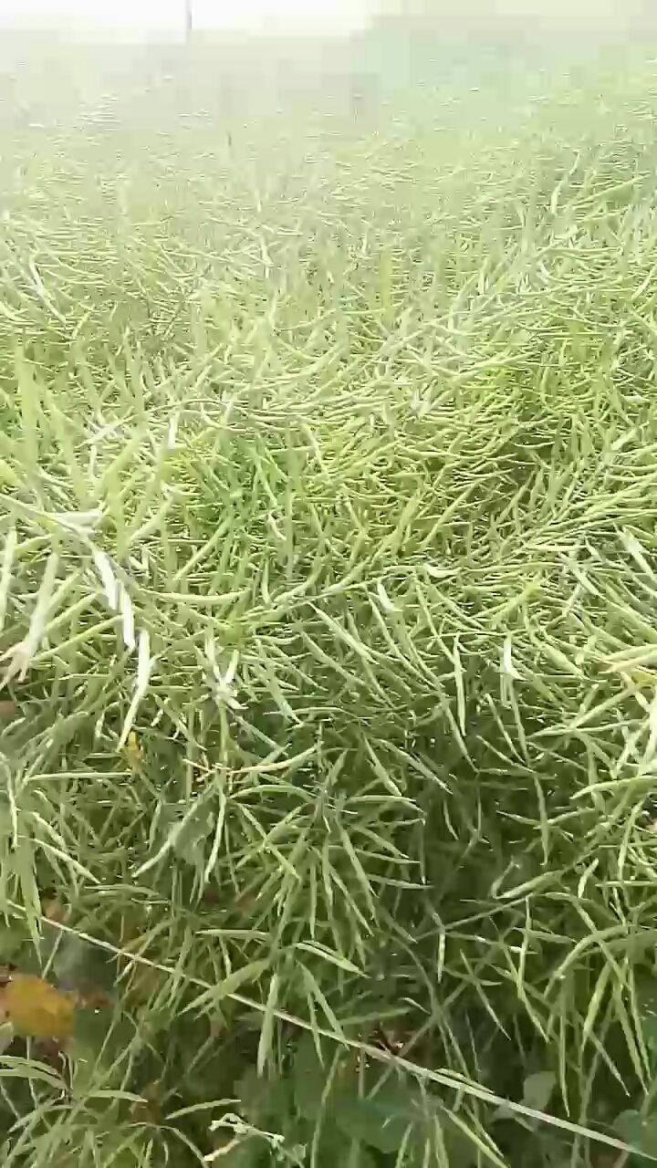 一片油菜花变成了一片油菜籽了