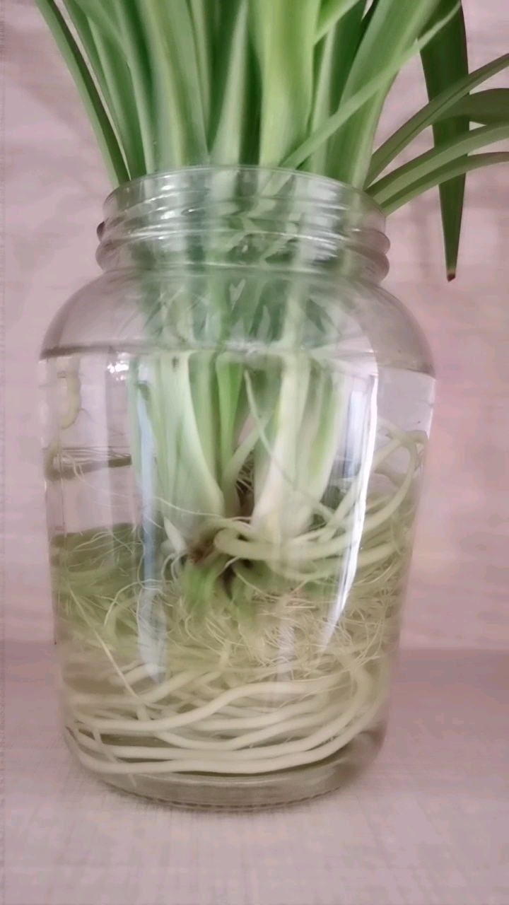 有灵性的瓶中生物!