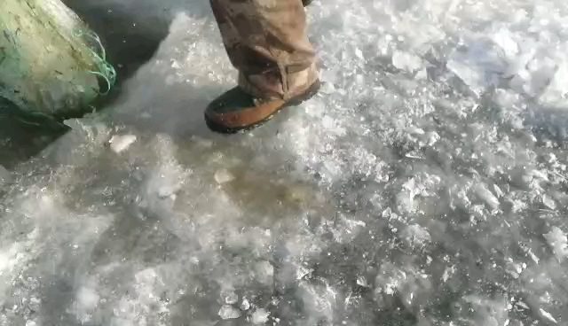 黑龙江冬捕大虫虫鱼