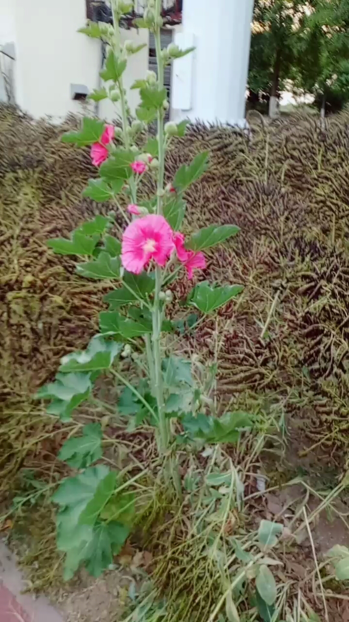 往日的油菜花现在已经成熟结子啦 