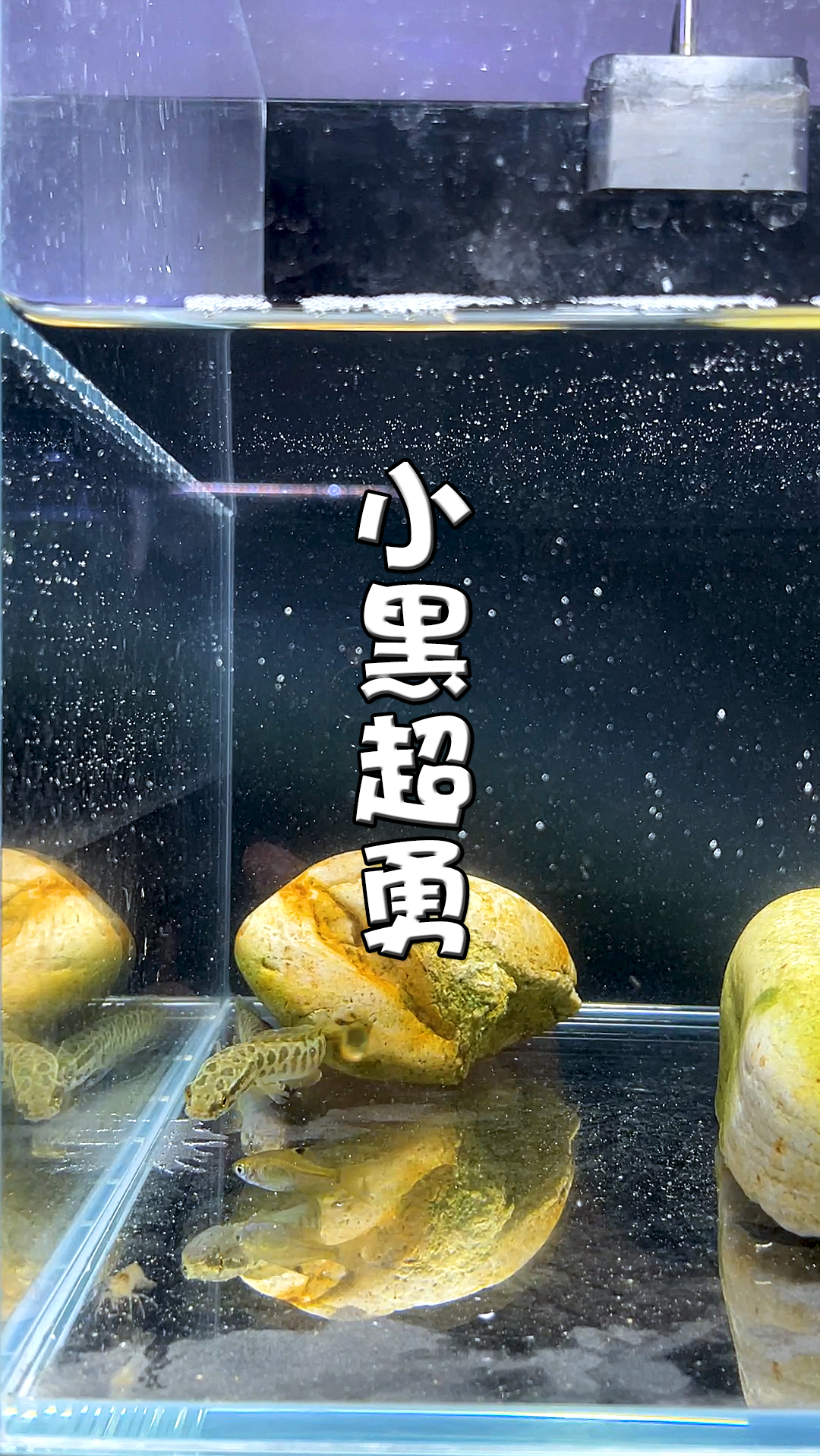 #鱼缸#被狠狠打了脸...