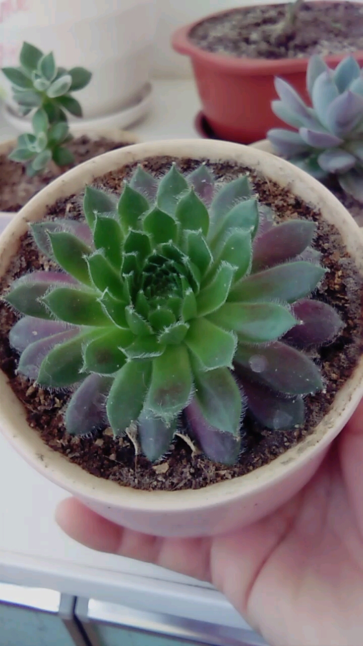 #你笑起来像极了春天#多肉紫牡丹