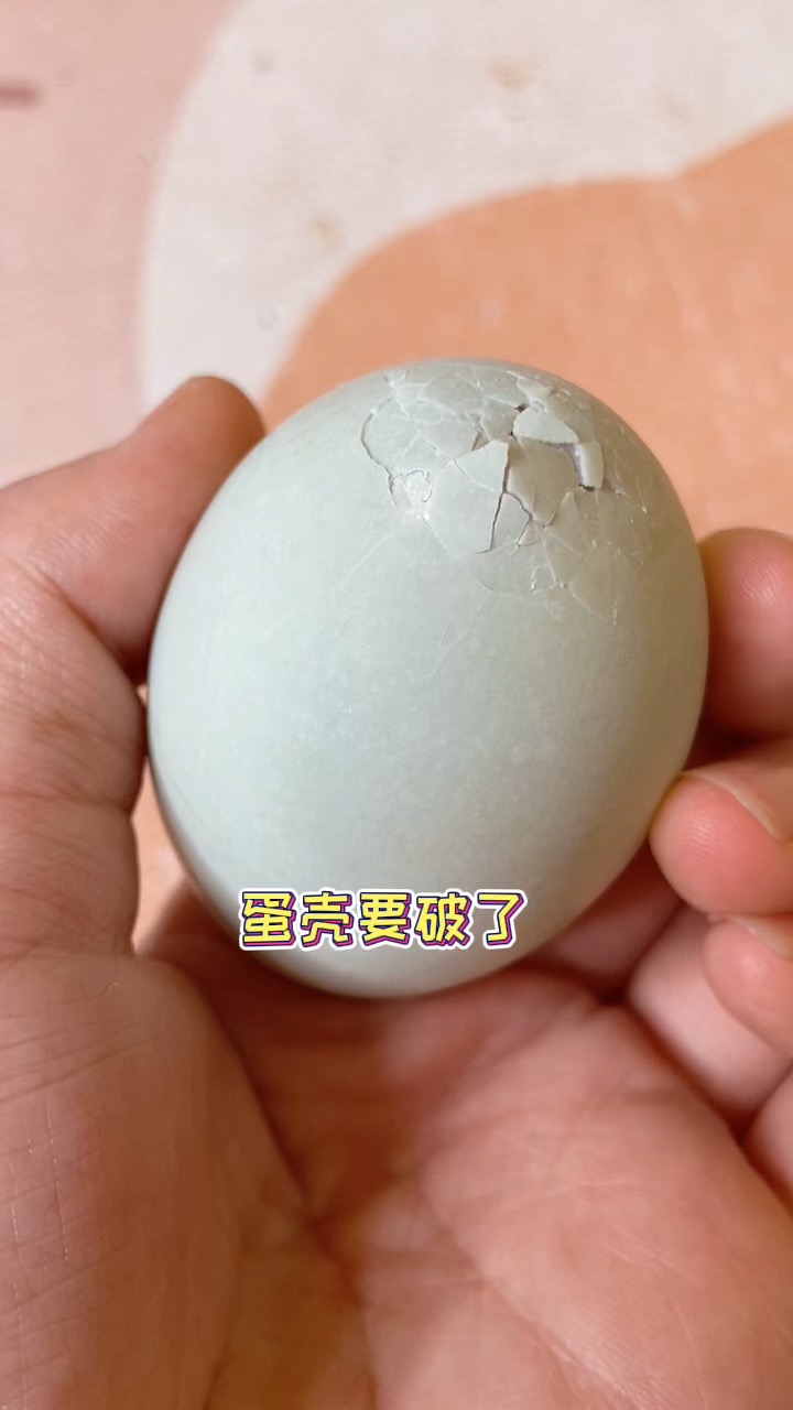 #我家萌宠成精了#鸭蛋要破壳了，鸭宝要出生了！