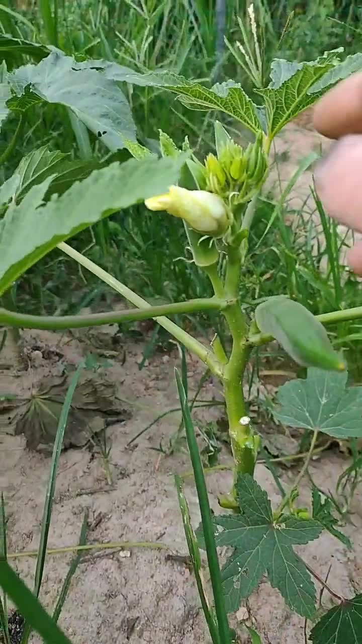 常见蔬菜应该认识吧营养价值挺高