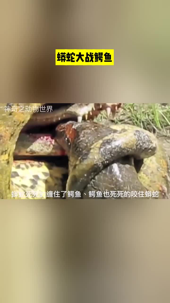 蟒蛇大战鳄鱼
