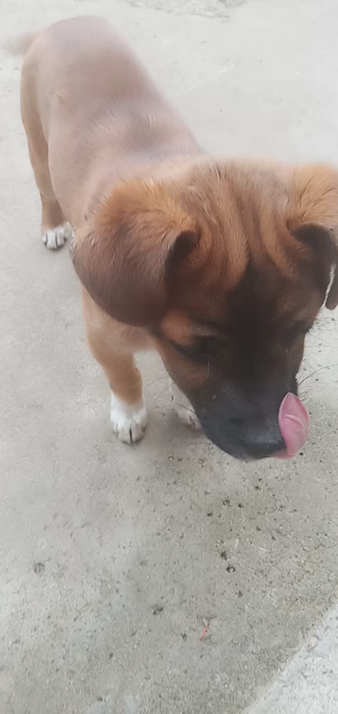 可爱的小黄狗