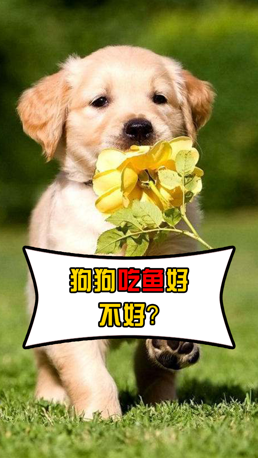 狗狗吃鱼好不好?