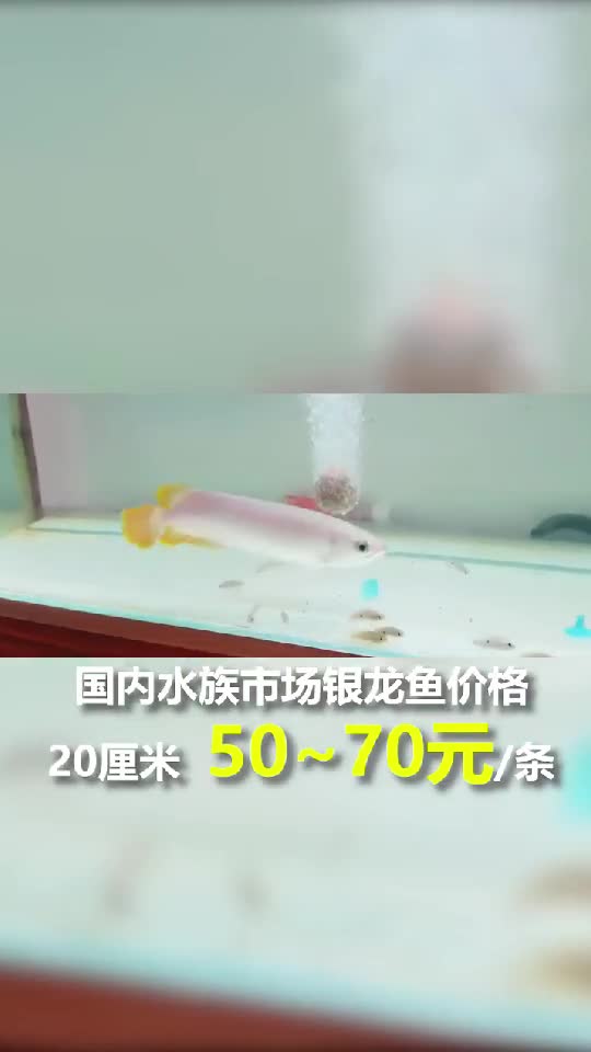 一米多的银龙鱼,国内不便宜,但是在亚马逊当地就是最普通的菜鱼