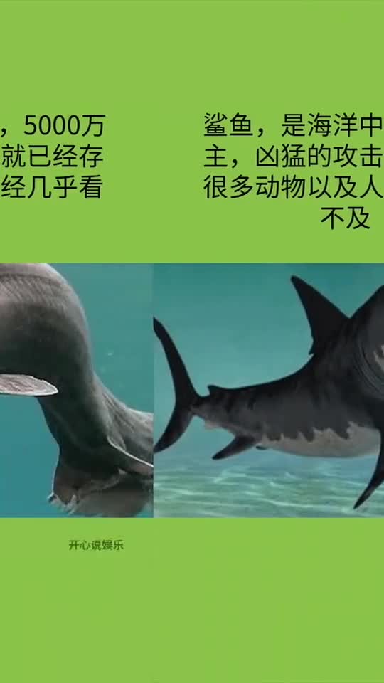 这是远古鲨鱼的真实模样,长着300多颗牙齿,和鳗鱼有些相似