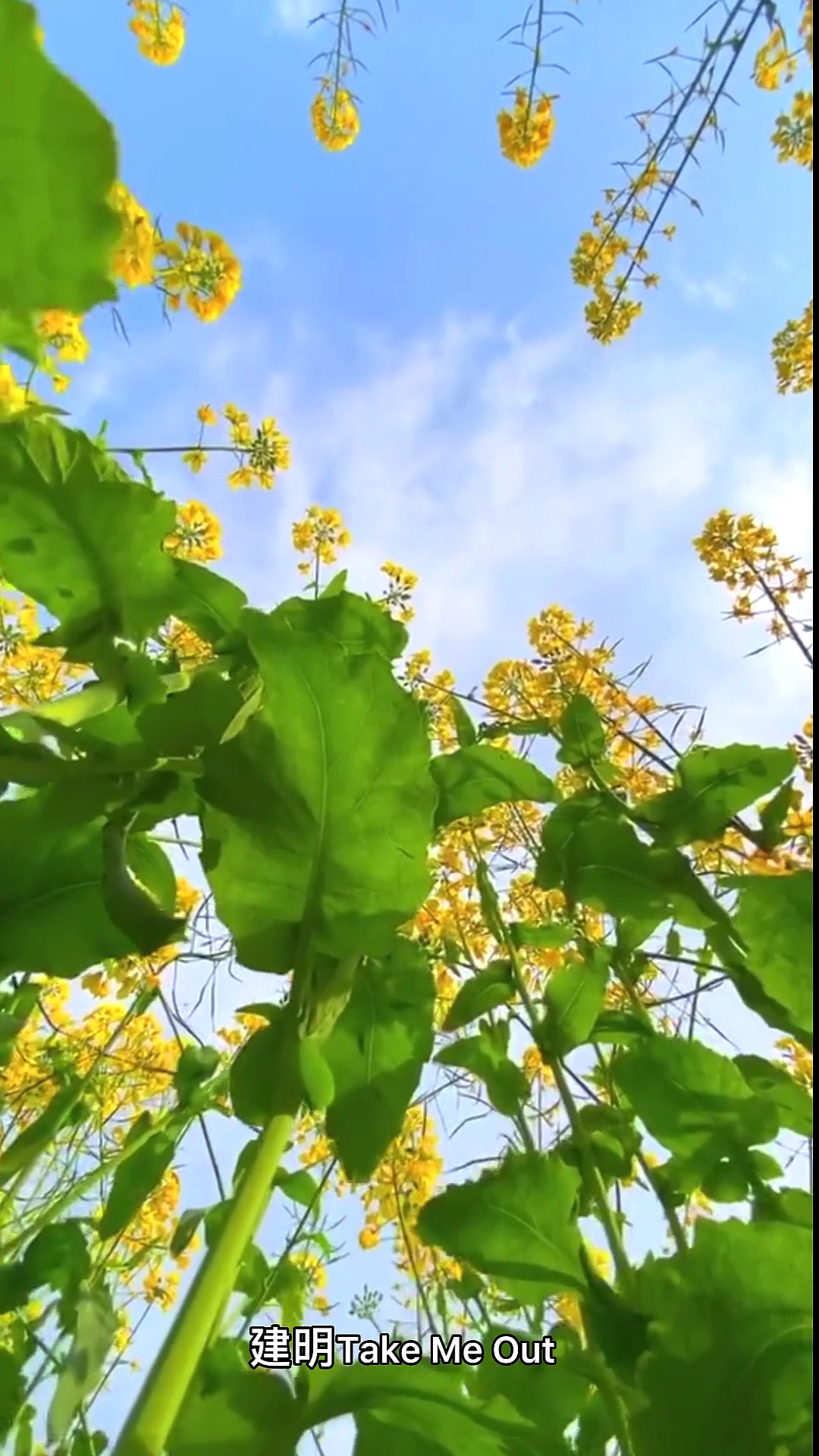 #扎心情感语录#油菜花