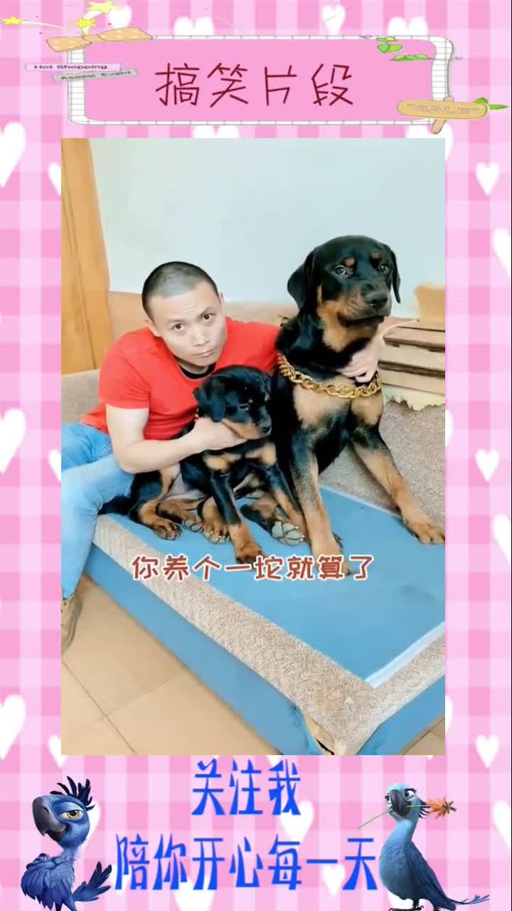 小幺鸡终于被抢回来了当单身狗太久一坨也知道媳妇的重要性搞笑,搞笑视频