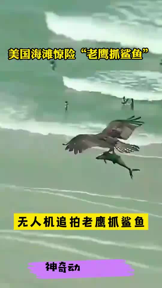 美国海滩惊险“老鹰抓鲨鱼”