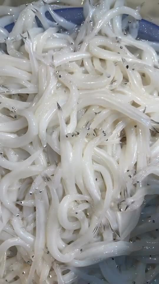 新鲜的银鱼,蛋白质含量为72,氨基酸含量也相当丰富,真正的高蛋白低脂肪,银鱼煎蛋,很经典的