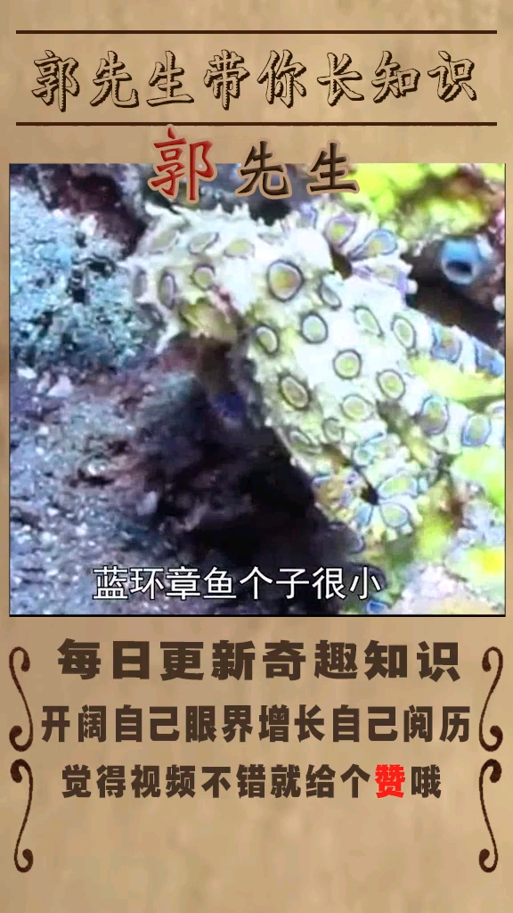 恐怖生物之蓝环章鱼