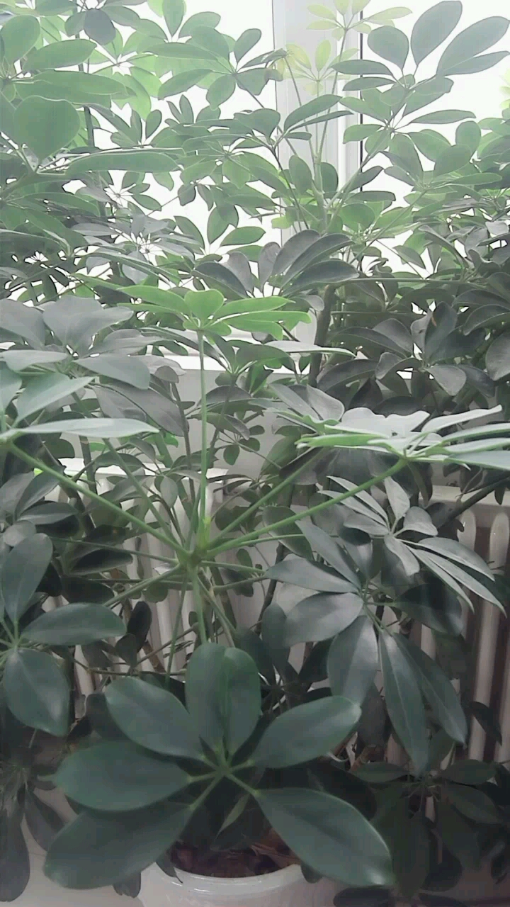 每天陪我的花草