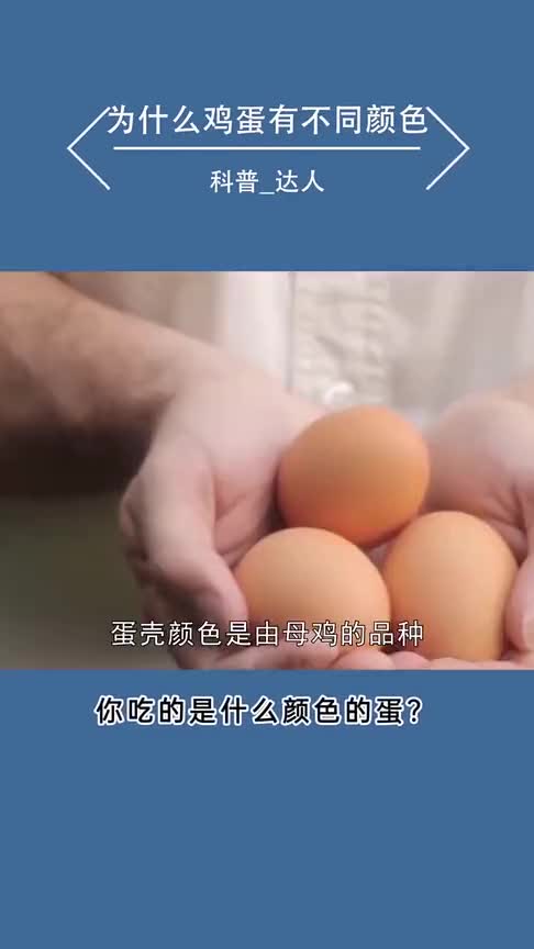 为什么鸡蛋壳会有不同的颜色如何从母鸡身上看出它产什么颜色的蛋