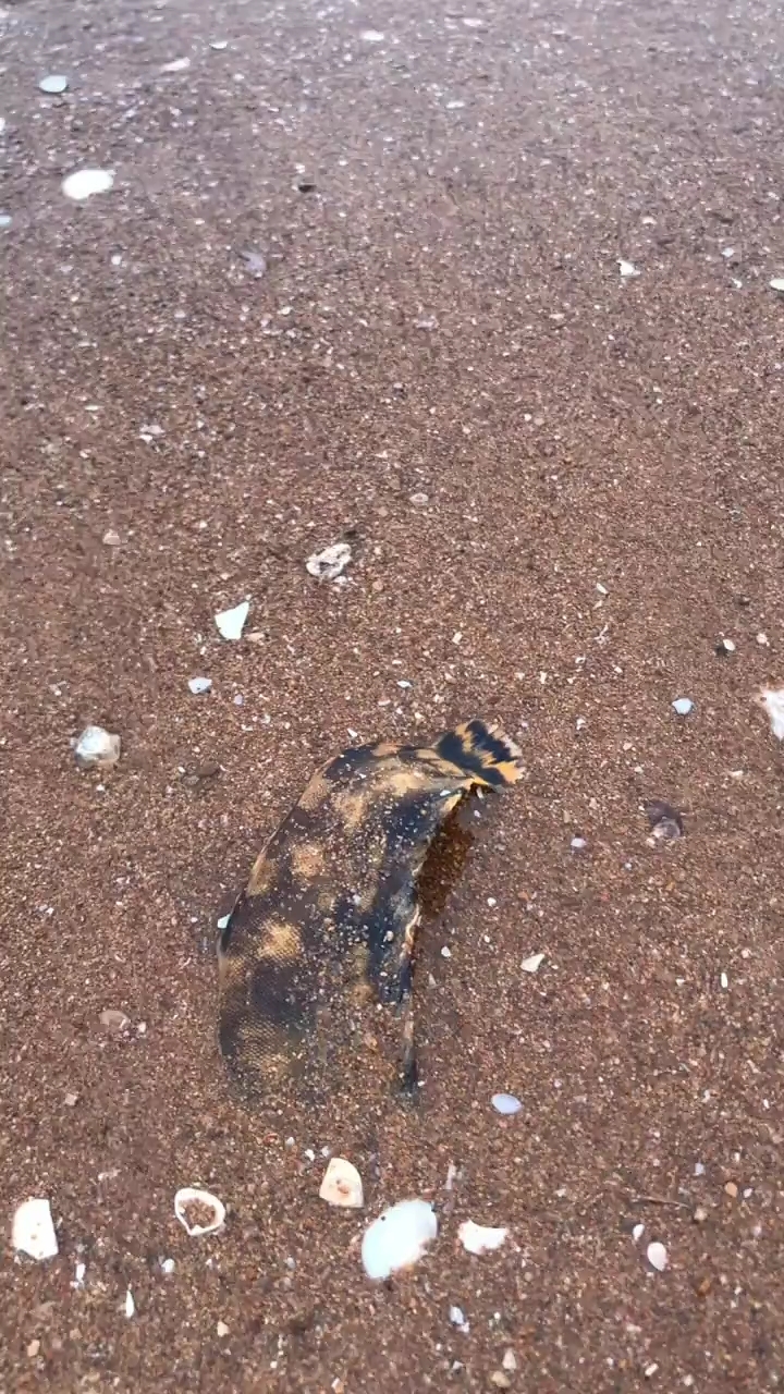 虎头鱼   